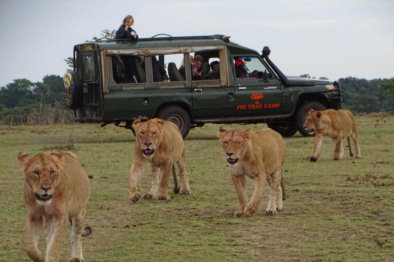 Fig Tree Camp - Maasai Mara Hotell Talek Eksteriør bilde
